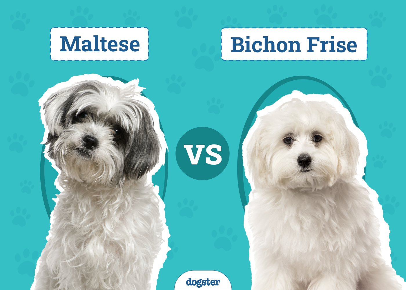 Maltese vs. Bichon Frise