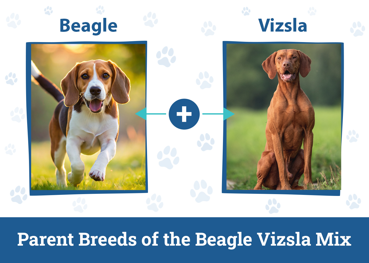 Parent Breeds of the Beagle Vizsla Mix