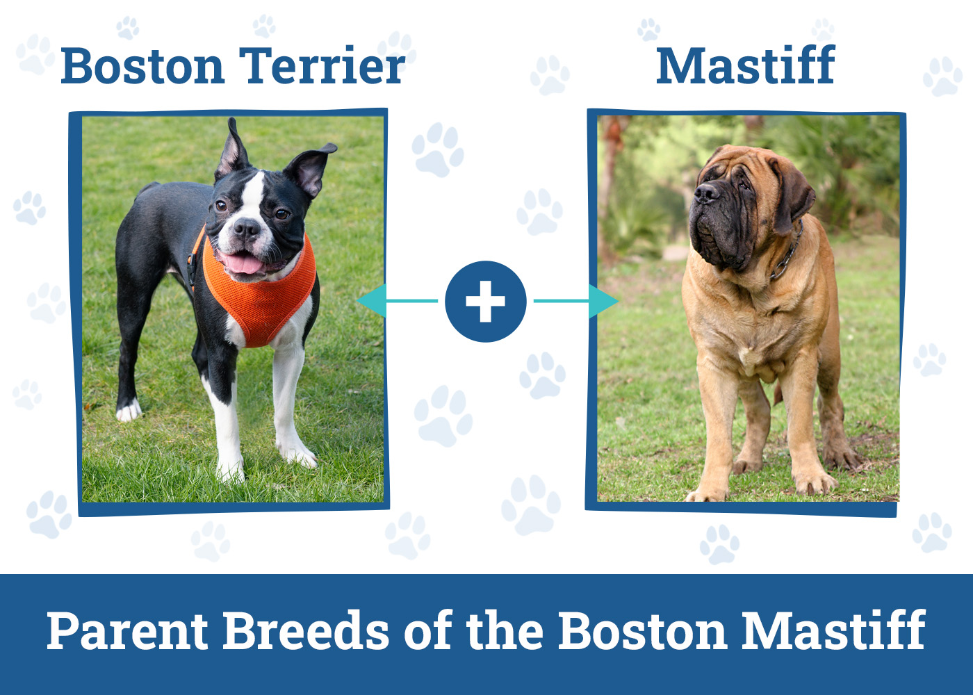 Parent Breeds of the Boston Mastiff