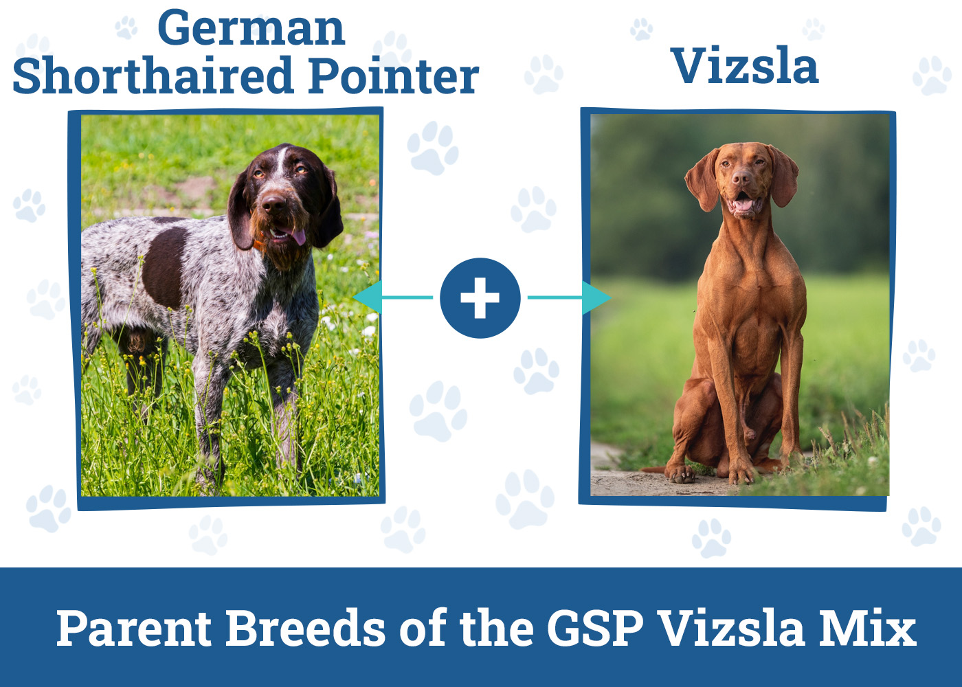 Parent Breeds of the GSP Vizsla Mix