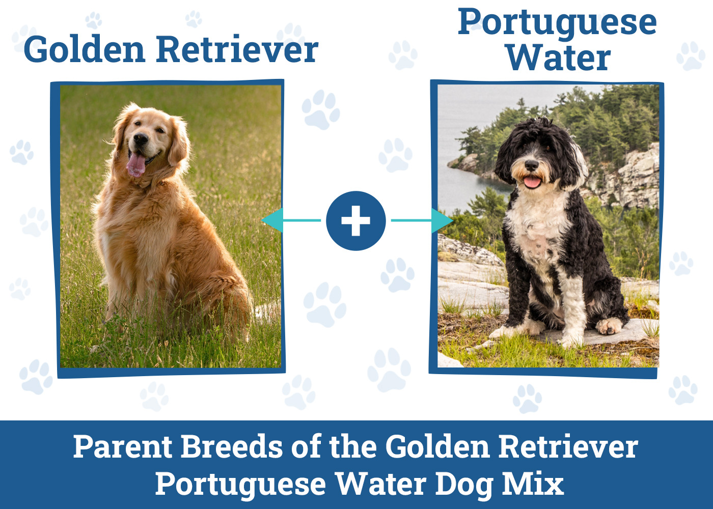 Golden Retriever Portuguese Water Dog