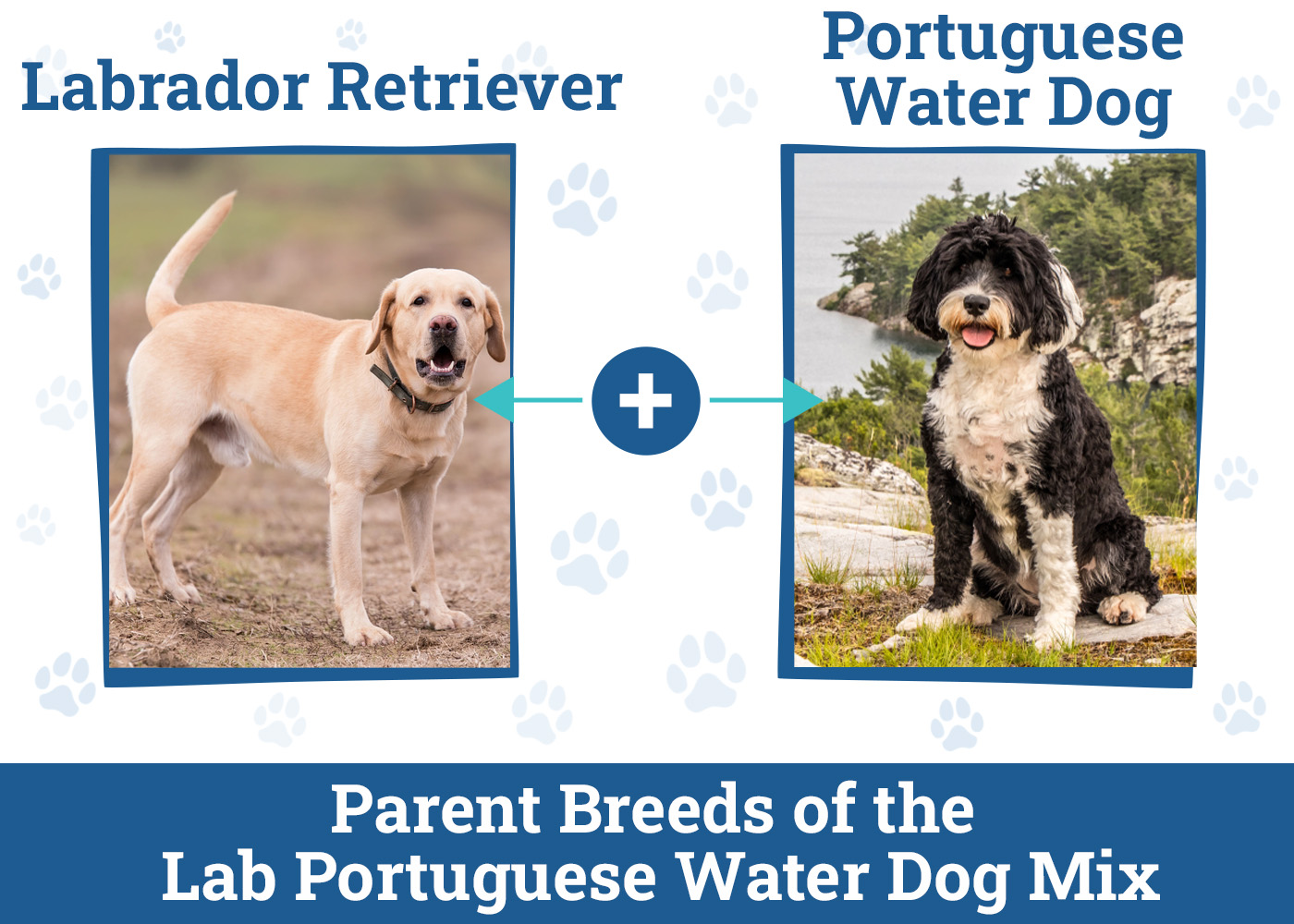 Parent Breeds of the Lab Portuguese Water Dog Mix