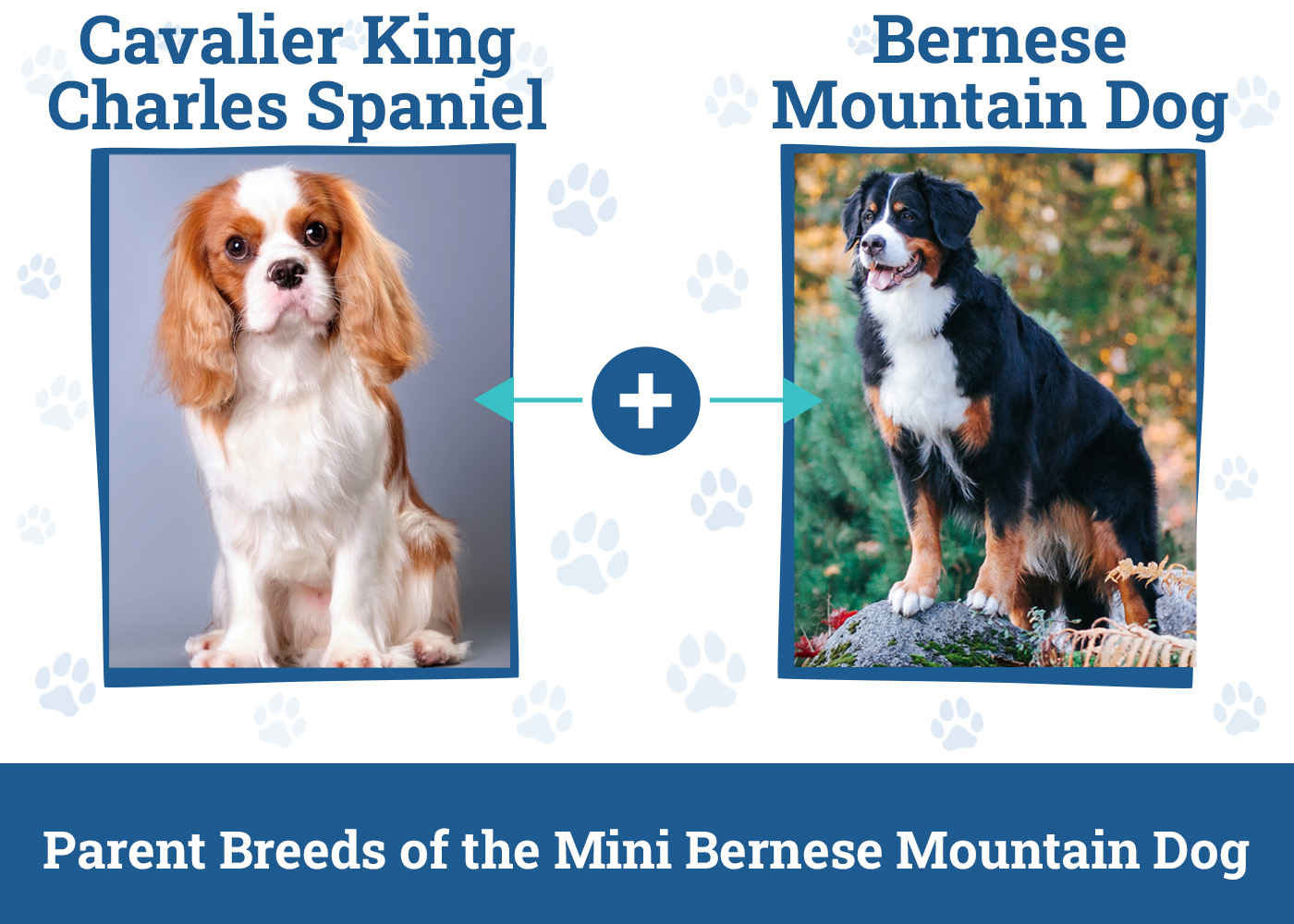 Parent Breeds of the Mini Bernese Mountain Dog