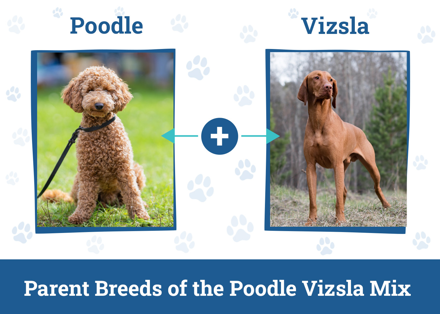 Parent Breeds of the Poodle Vizsla Mix
