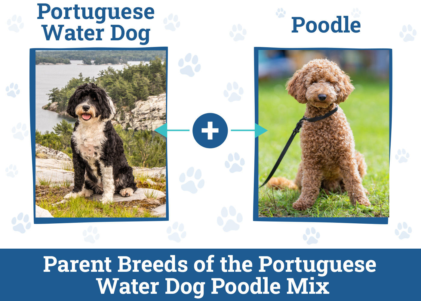 Portuguese Water Dog Poodle Mix