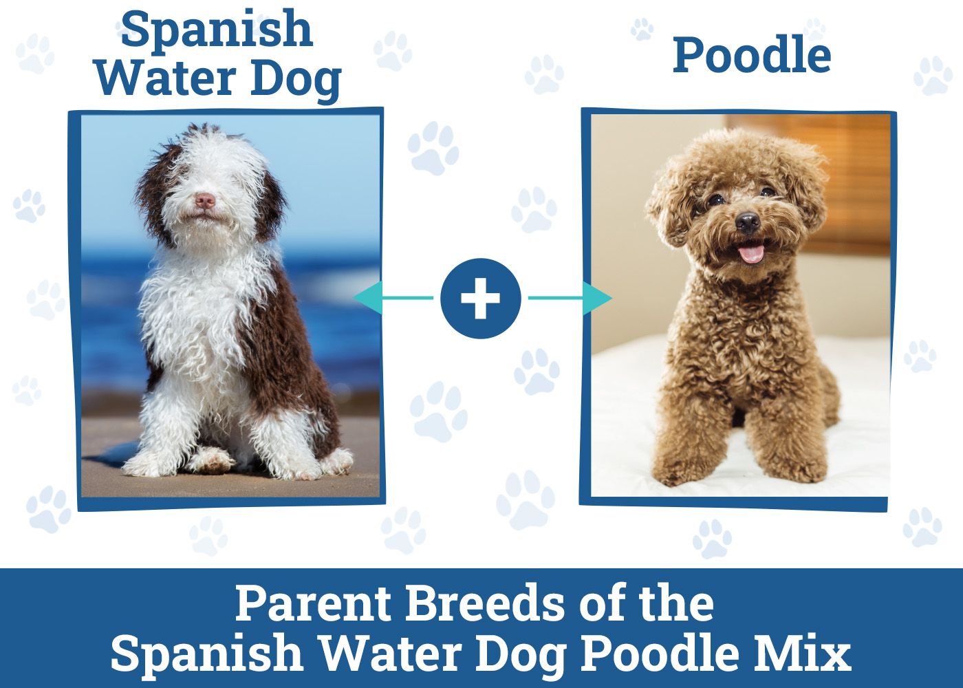 Spanish Water Dog Poodle Mix