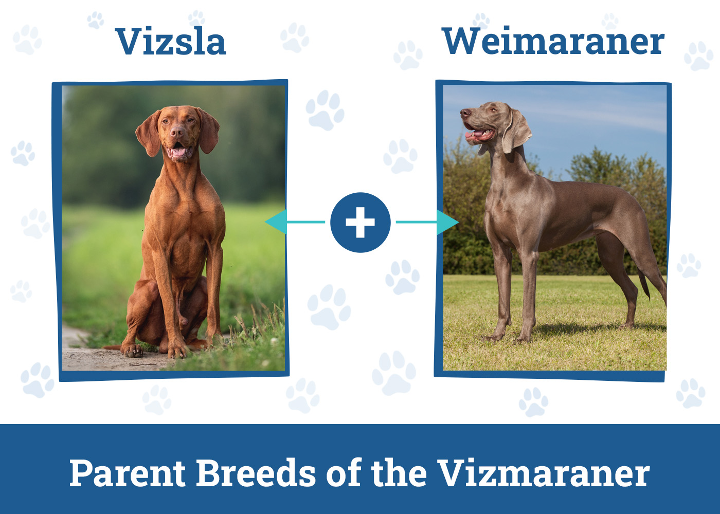 Parent Breeds of the Vizmaraner