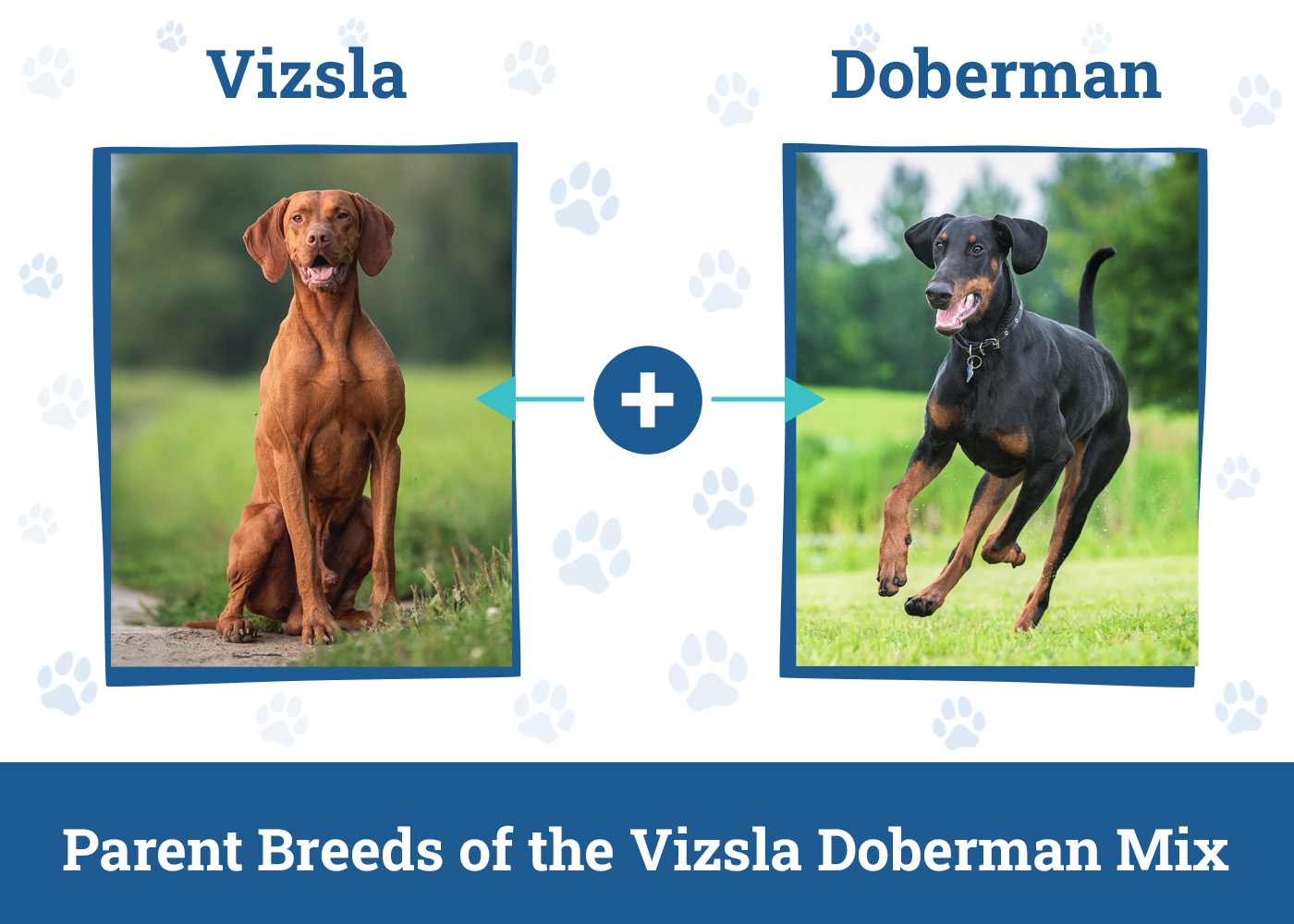 Parent Breeds of the Vizsla Doberman Mix