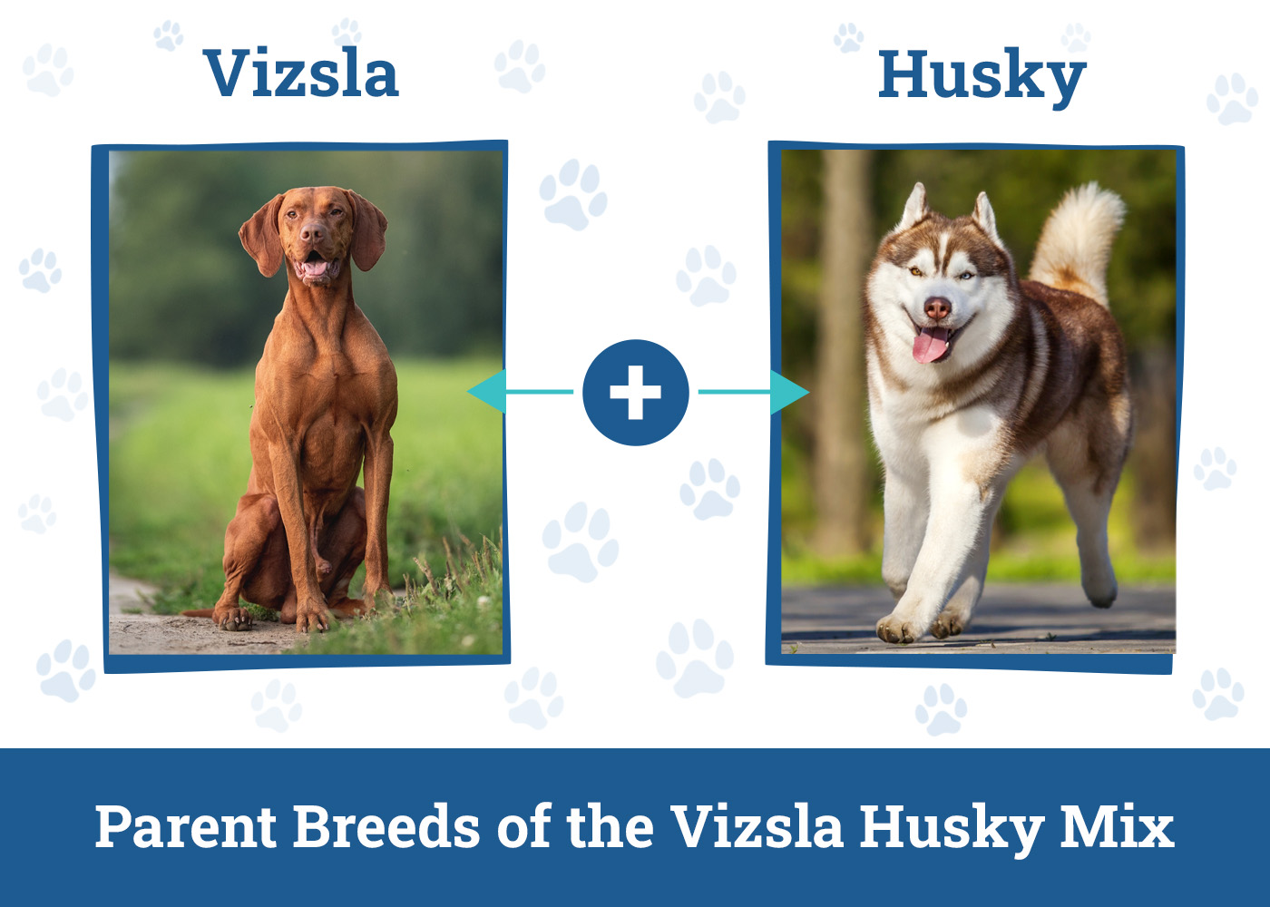 Parent Breeds of the Vizsla Husky Mix