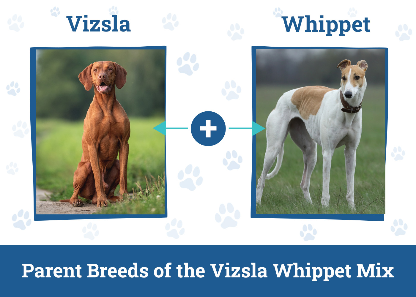 Parent Breeds of the Vizsla Whippet Mix
