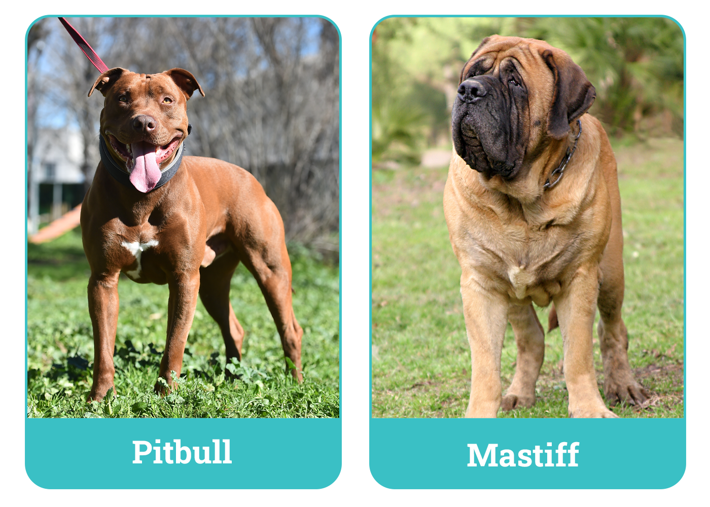 Pitbull vs Mastiff