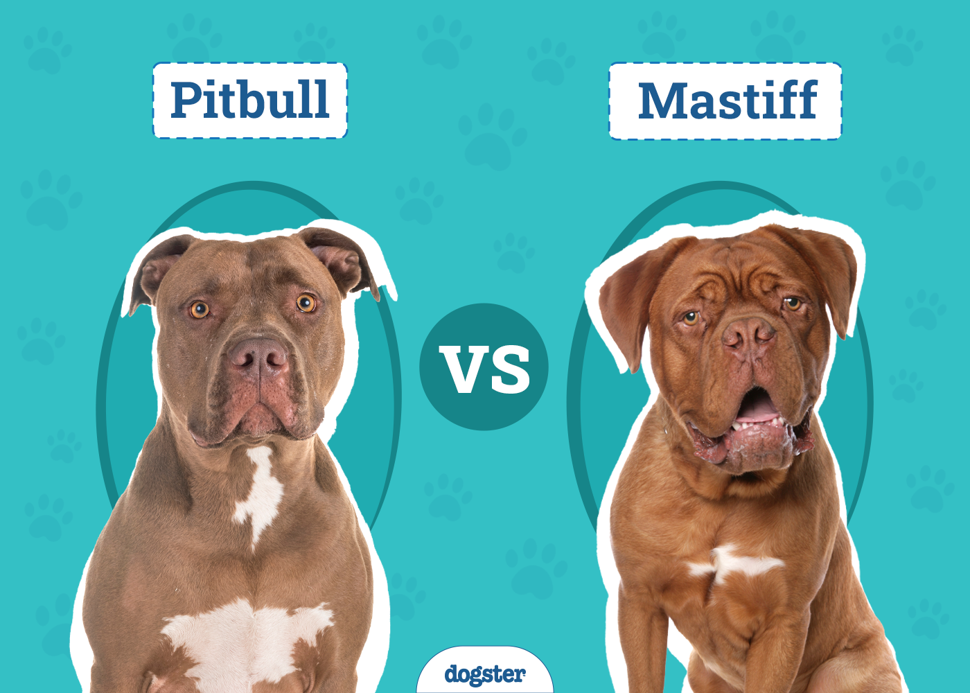Pitbull vs Mastiff
