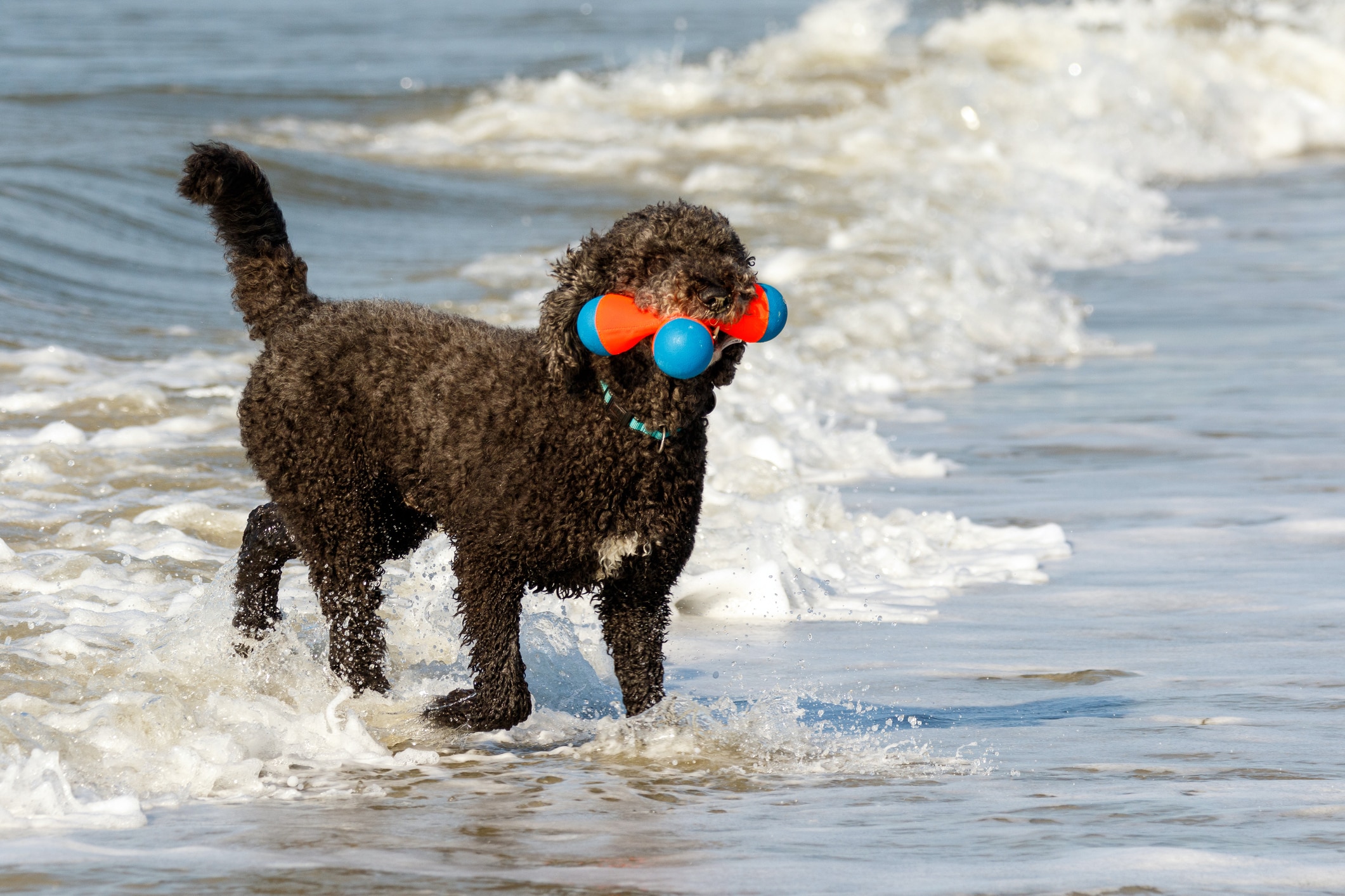 Black standard poodle dog frolicking in the waves at the shore