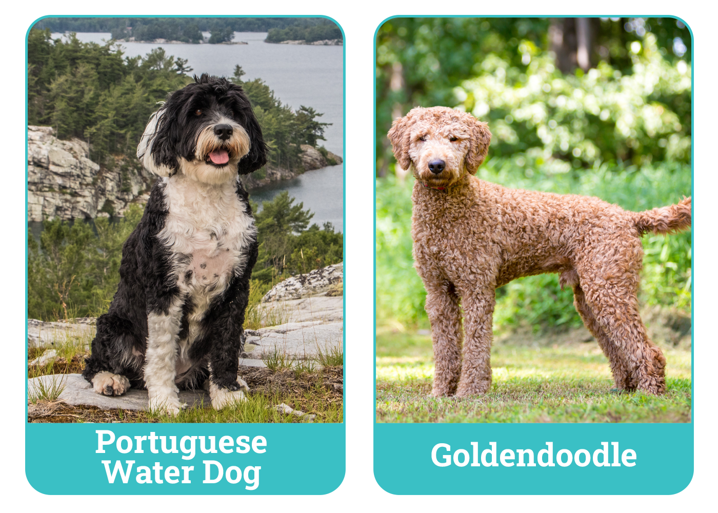 Portuguese Water Dog vs Goldendoodle