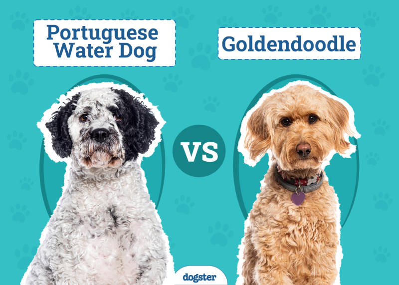 Portuguese Water Dog vs Goldendoodle