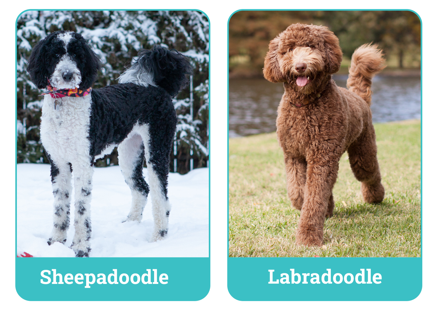 Sheepadoodle vs Labradoodle