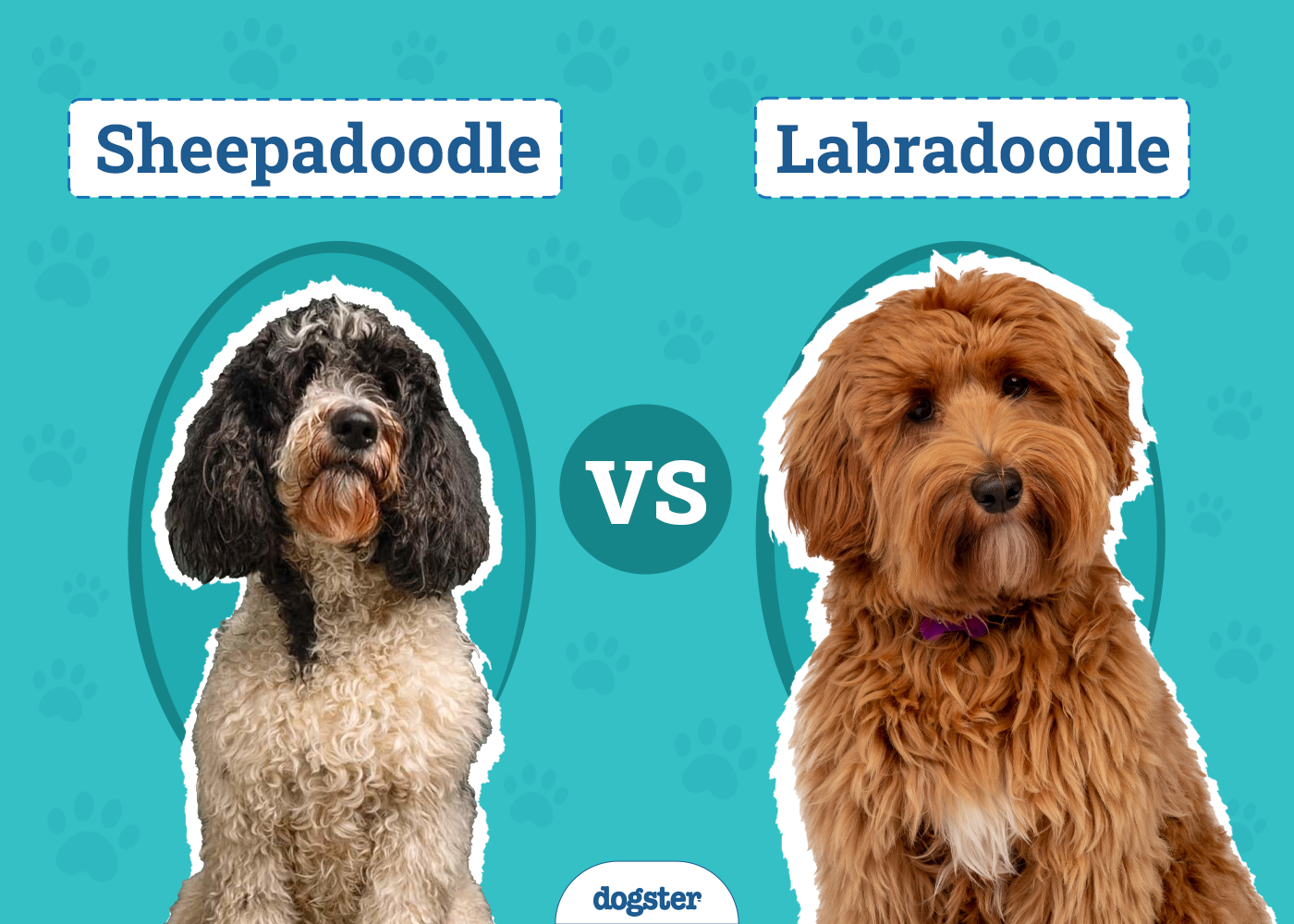 Sheepadoodle vs Labradoodle