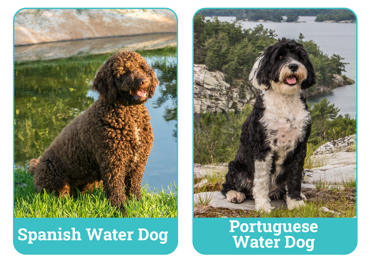 Spanish Water Dog vs. Portuguese Water Dog