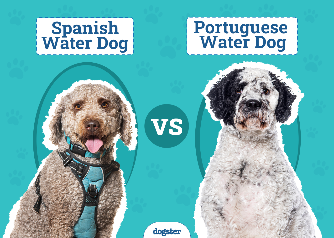 Spanish Water Dog vs. Portuguese Water Dog