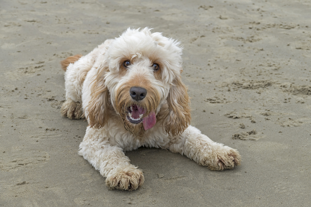 Spoodle laying on sand