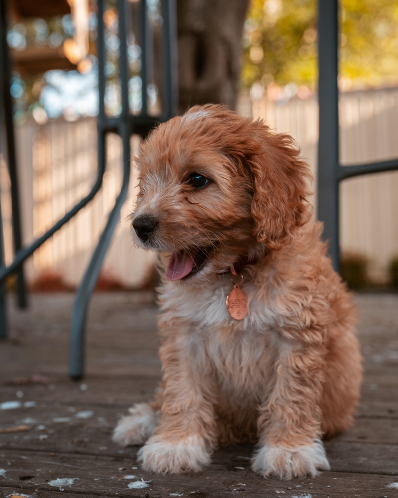 Spoodle puppy sitting outside
