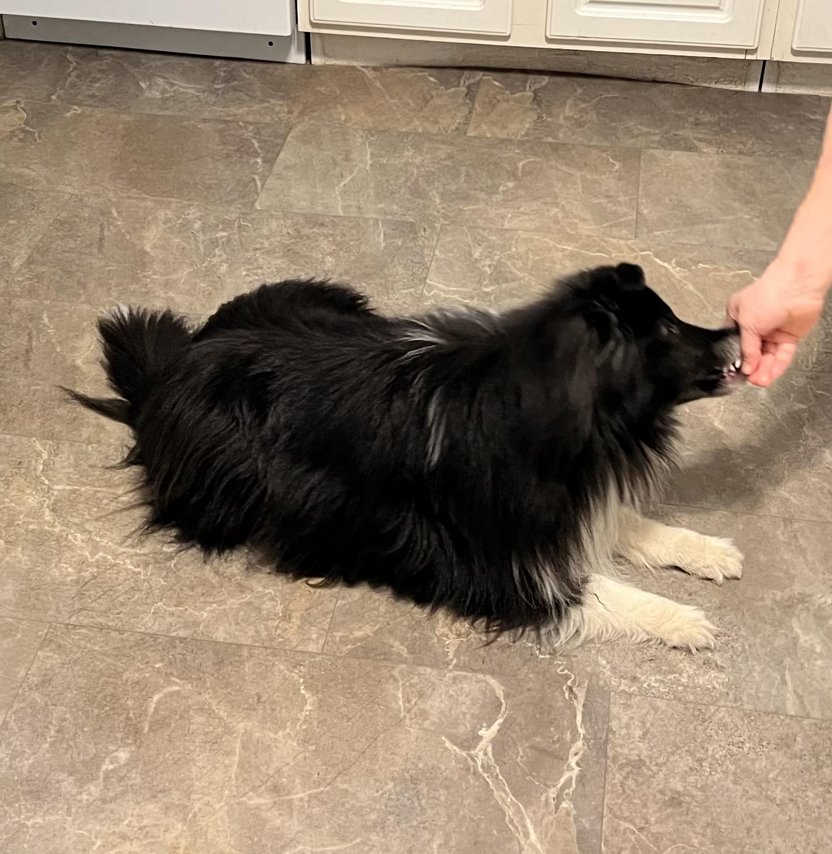 How to Teach a Dog to Lie Down Dogster MeowMyBark