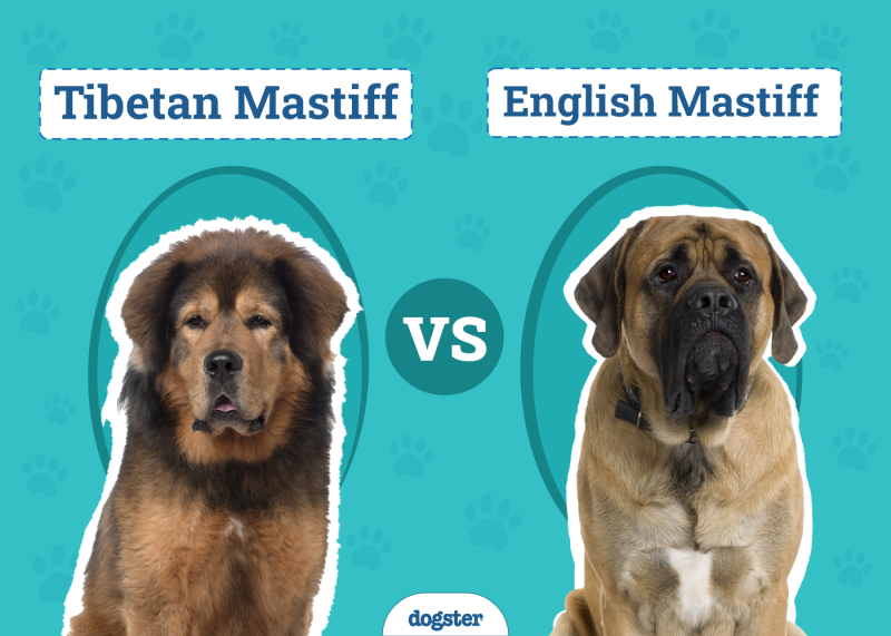 Tibetan Mastiff vs English Mastiff