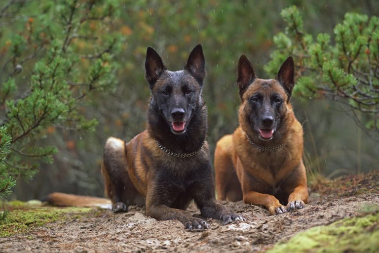 12 Belgian Malinois Colors (With Info & Pictures) Dogster