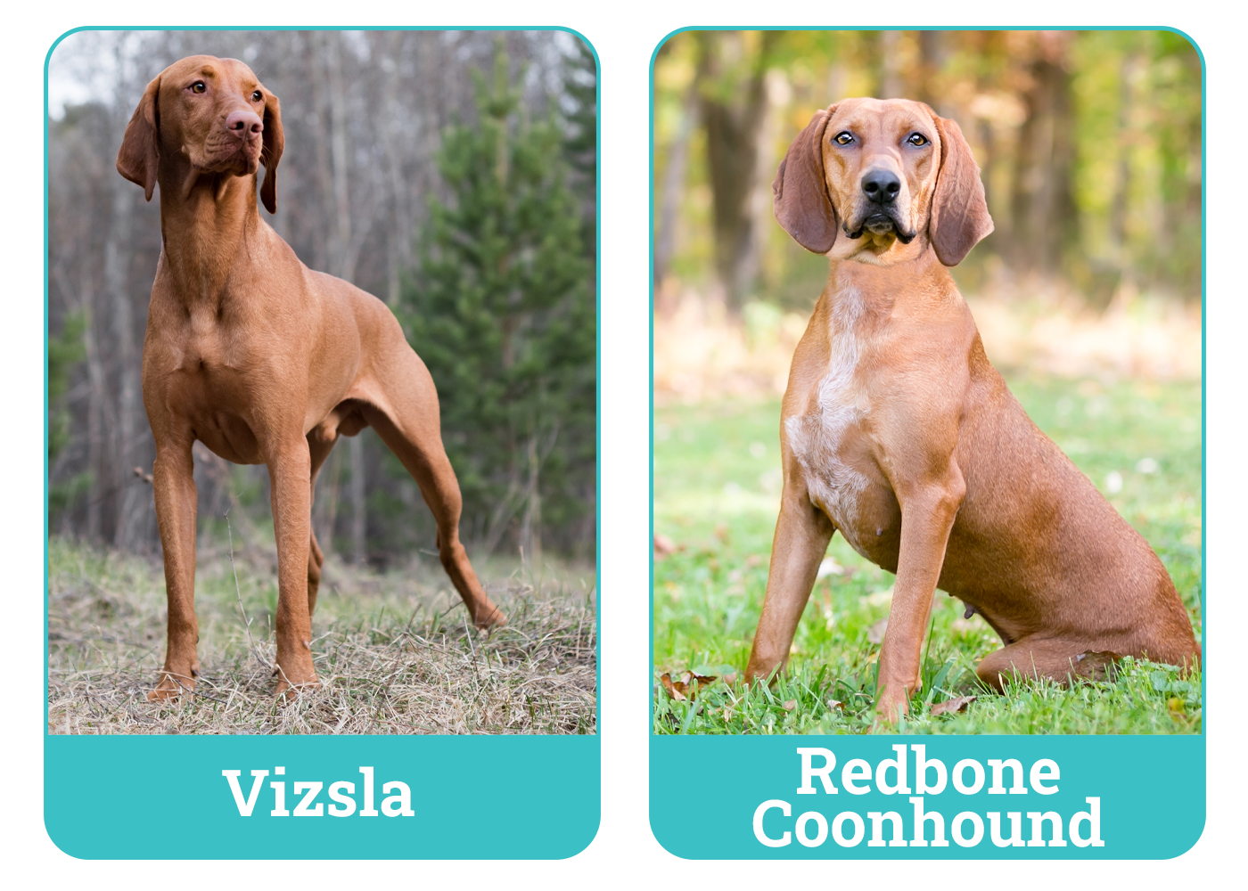 Vizsla vs Redbone Coonhound