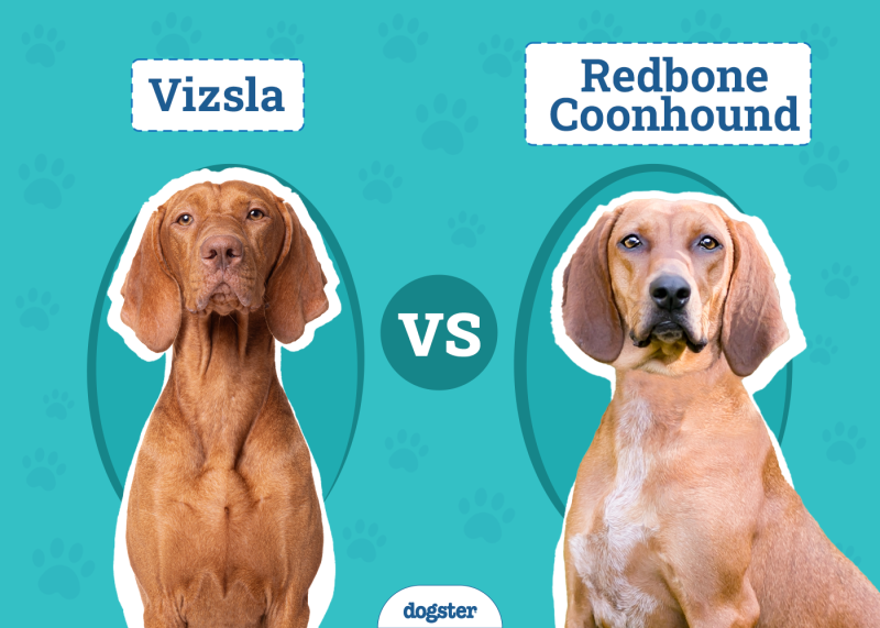 Vizsla vs Redbone Coonhound