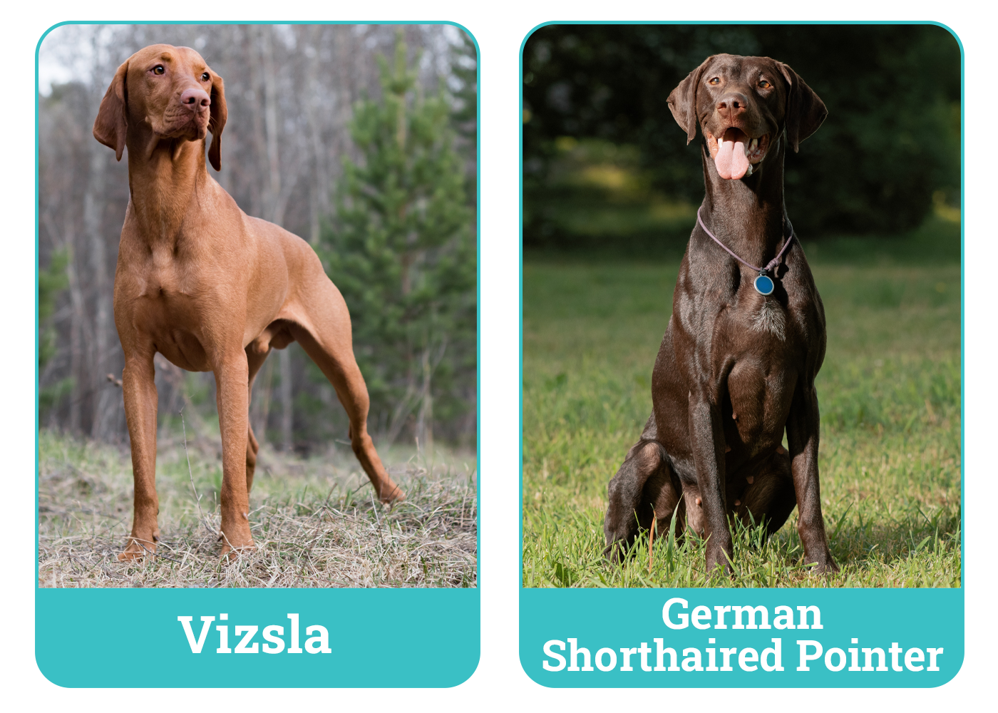 Vizsla vs. German Shorthaired Pointer