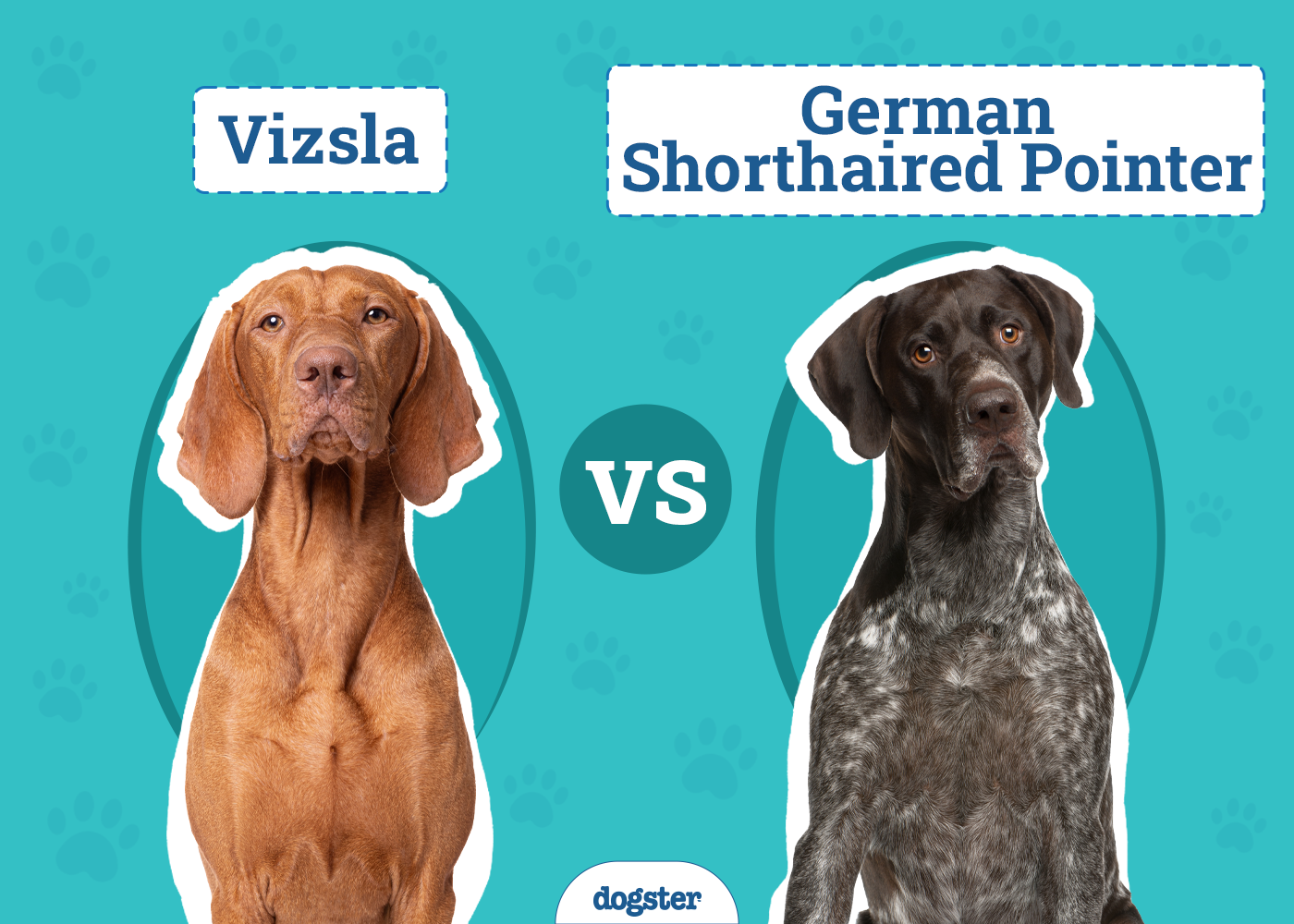Vizsla vs. German Shorthaired Pointer