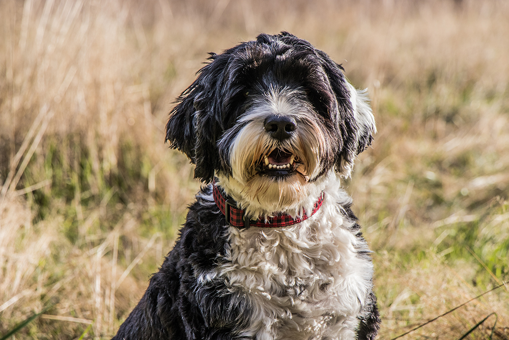 black and white Portuguese Water Dog up close
