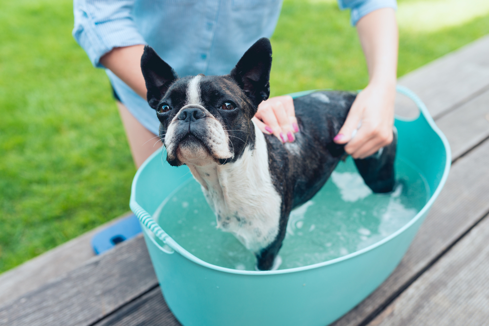 boston terrier bath