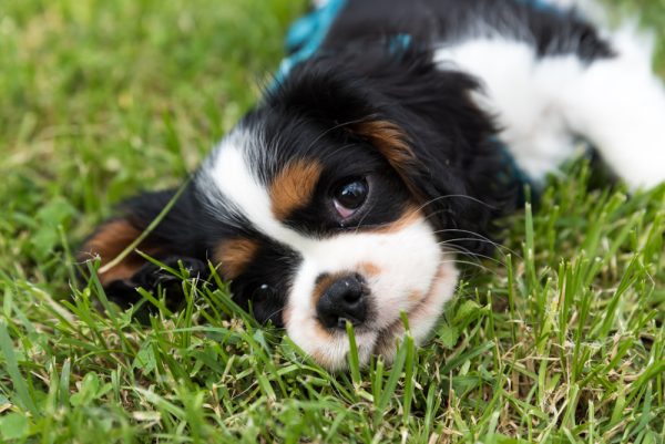 cavalier king charles spaniel bernese mountain dog mix