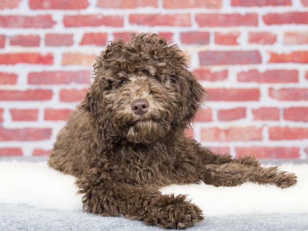 chocolate-australian-labradoodle-dog_Jne-Valokuvaus_Shutterstock-scaled-1