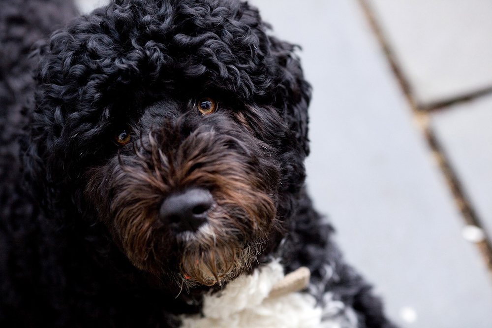 close up black portuguese water dog