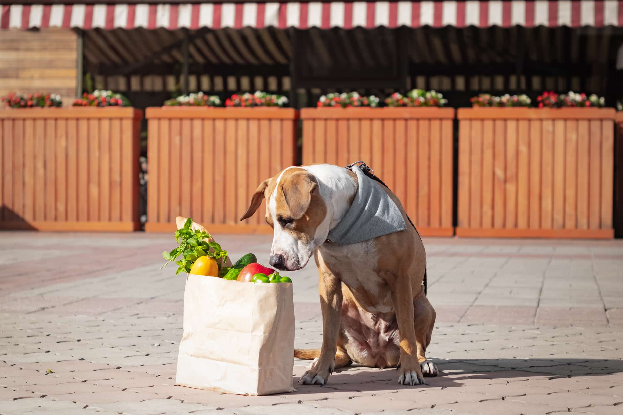 Funny dog and bag of groceries in front of market or local store.