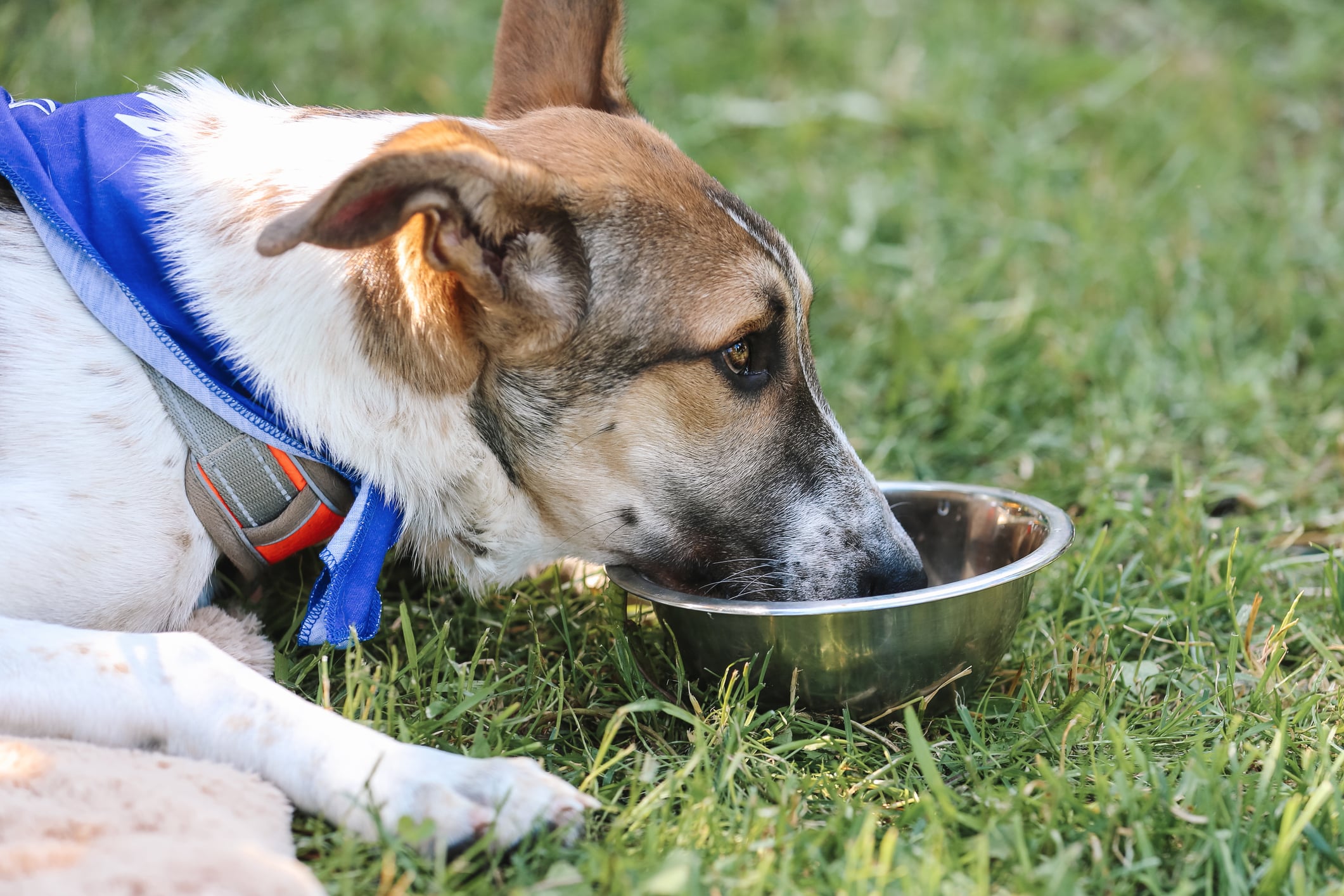 Portrait Mixed Breed Adult Dog Drinking Water Outdoor On Sunny Summer Day