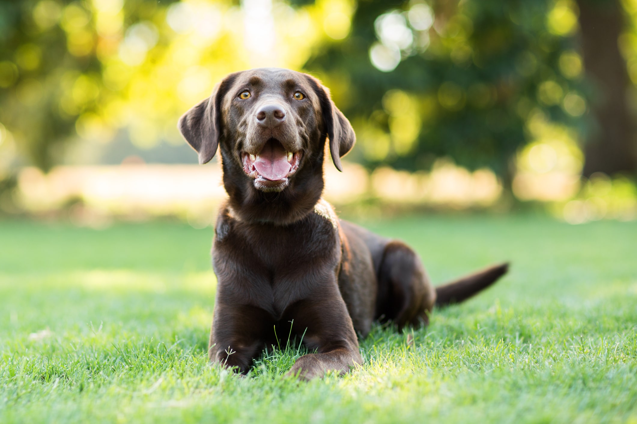 Chocolate Labrador Dog Laying on Grass Outdoors