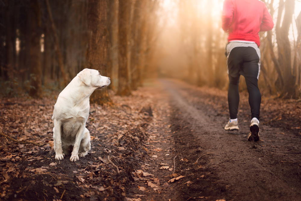 dog watching man running in the woods