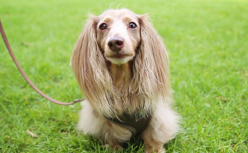 isabella-fawn-dachshund-standing-in-the-park