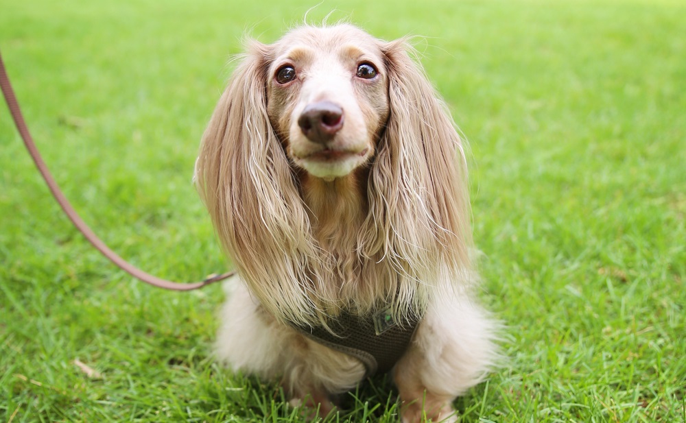 isabella-fawn-dachshund-standing-in-the-park