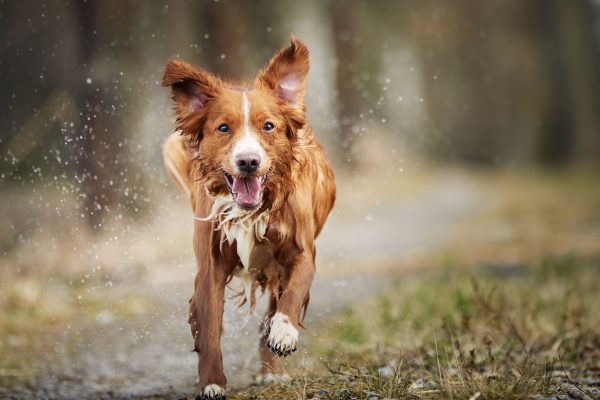 Front view of fast running happy dog