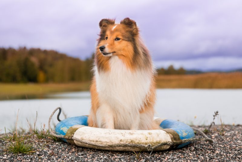 shetland-sheepdog-sitting-by-the-lake