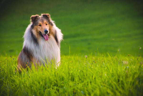 A Collie dog sitting in long green grass