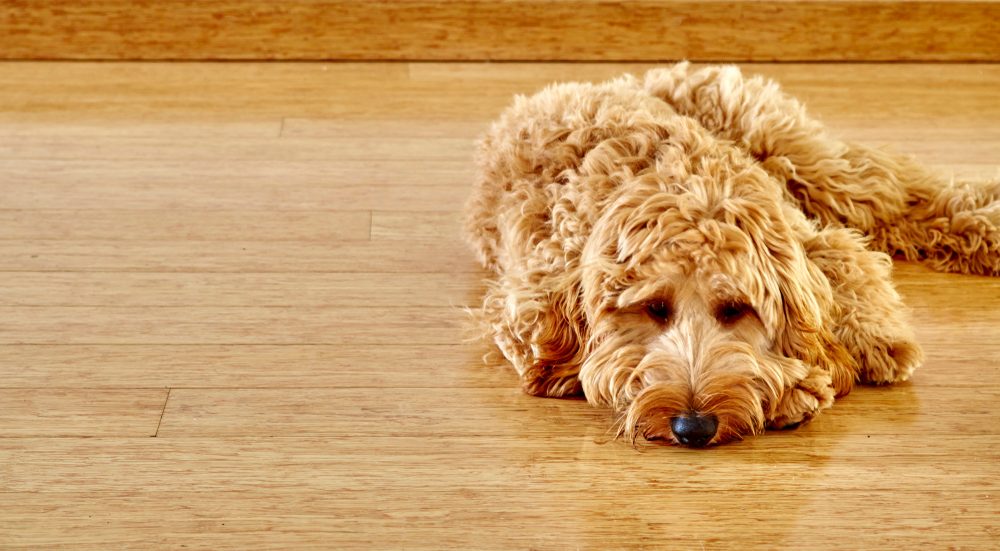 spoodle dog laying on the floor