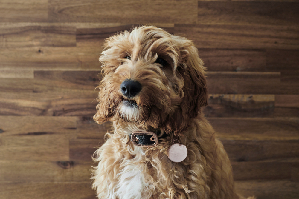 studio photo of a Spoodle