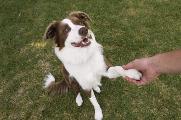 Man holding paw of border collie, elevated view