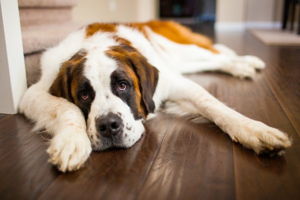 Tired Saint Bernard Dog Relaxing Indoors